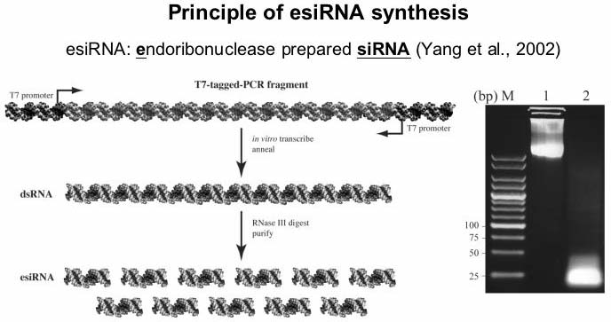 esiRNA production