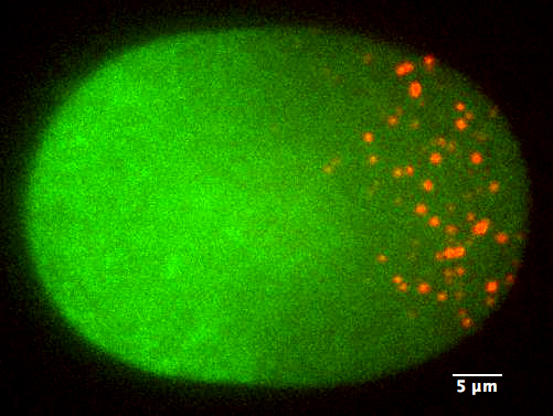 Image of a polarised cell