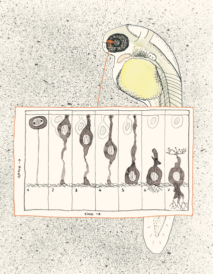 Illustration of migrating cell.