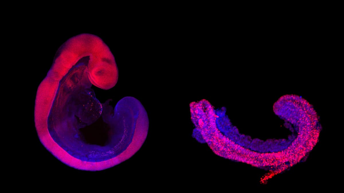Embryo Regular Embryo model ethics beyond box-checking: MPI-CBG