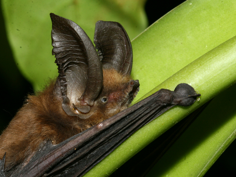 Picture of Old World sucker-footed bat (Myzopoda aurita) from Madagascar