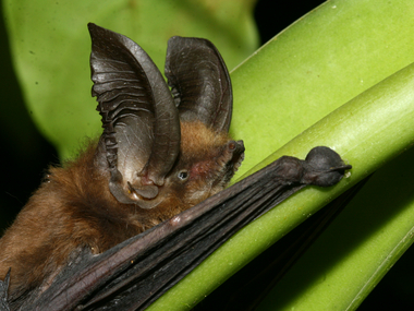 Picture of Old World sucker-footed bat (Myzopoda aurita) from Madagascar