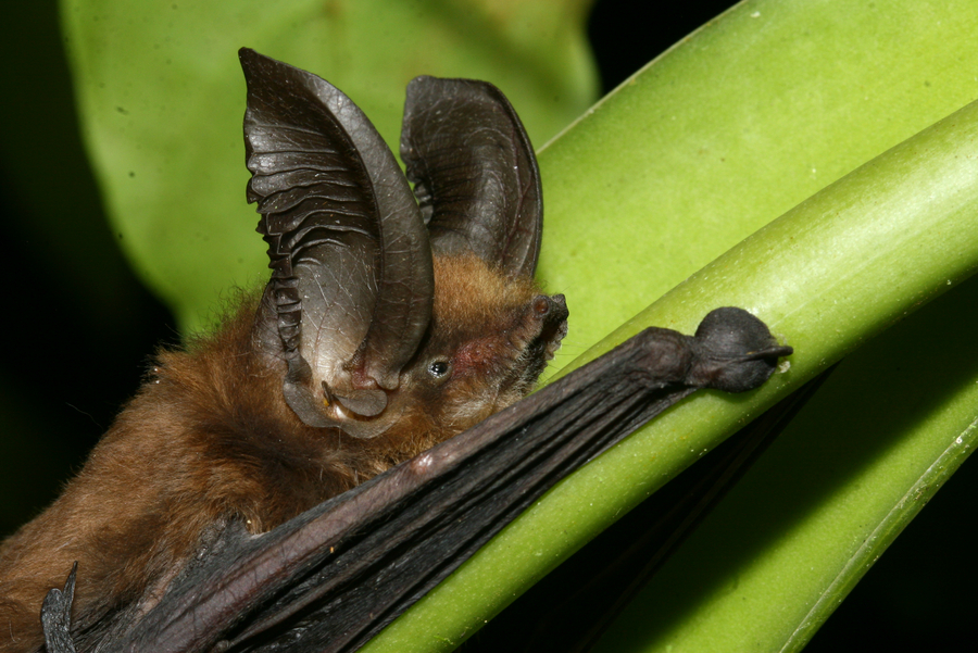 Picture of Old World sucker-footed bat (Myzopoda aurita) from Madagascar