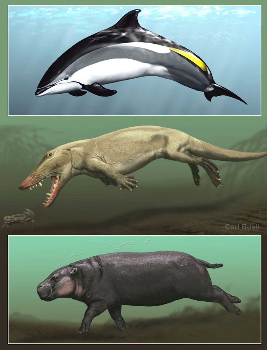 Skin deep: When mammals re-entered water: MPI-CBG Skin deep: When mammals re-entered water: MPI-CBG