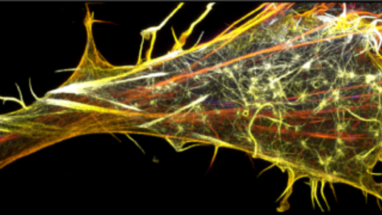 [情報] Biology PhD position in Germany