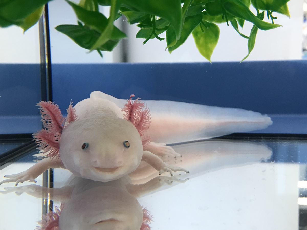 The largest genome ever Decoding the Axolotl MPICBG