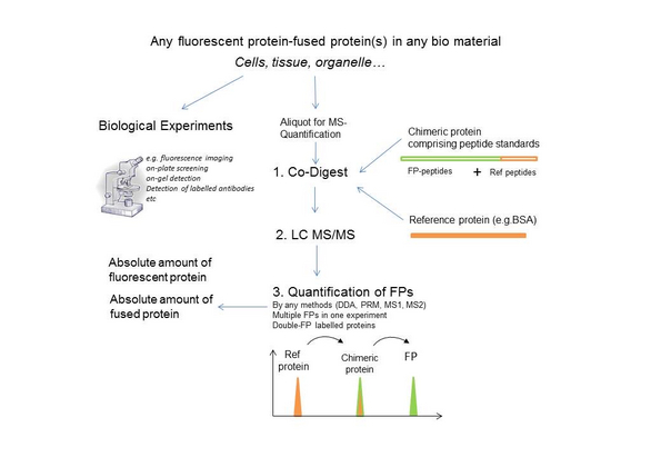 Workflow for absolute quantification of FPs and FP-fusions