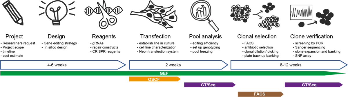 workflow of the cell line engineering pipeline