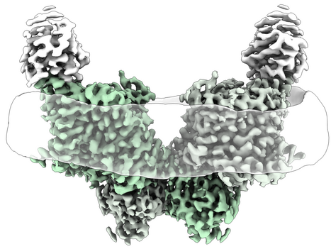 Proteinstruktur des menschlichen SLC26A11
