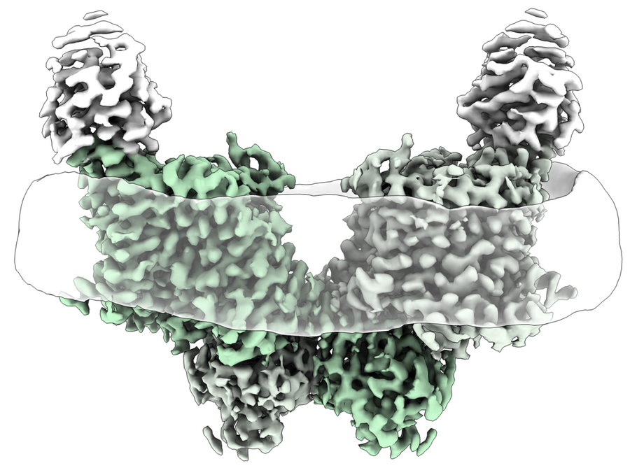 protein structure of human SLC26A11