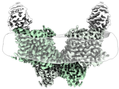 Proteinstruktur des menschlichen SLC26A11