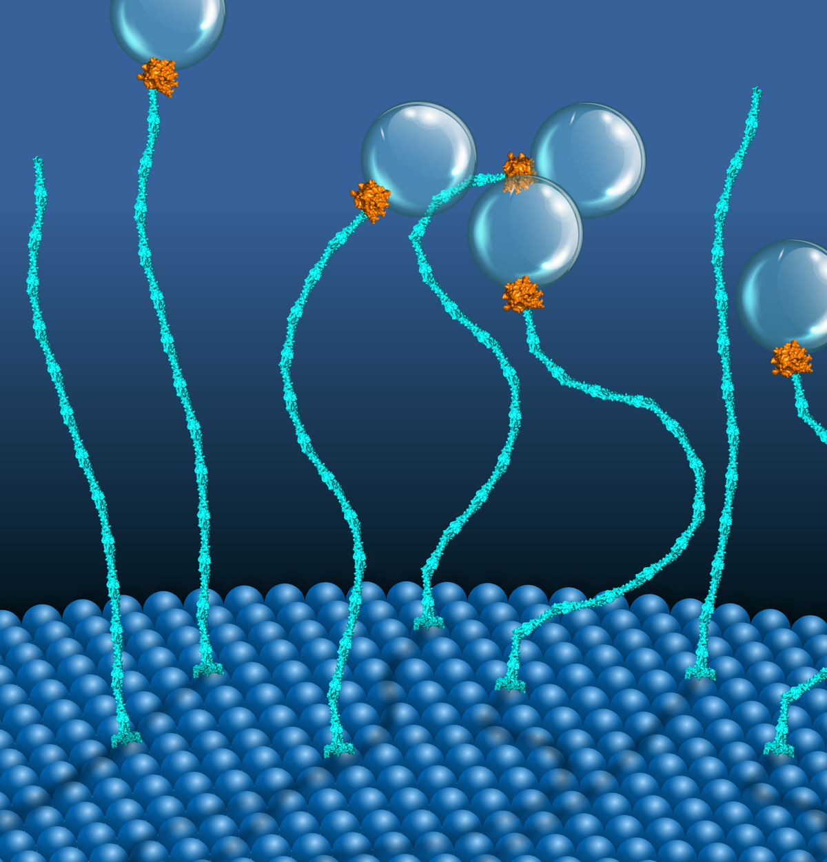 Alternative Fuel for String-Shaped Motors in Cells: MPI-CBG